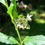 Solanum valdiviense Λουλούδι