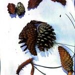 Pinus caribaea Fruto