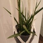 Dracaena stuckyi Yaprak