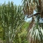 Euphorbia murielii Leaf