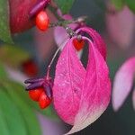 Euonymus alatus Leaf