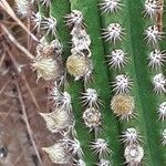 Cleistocactus spp. Žiedas