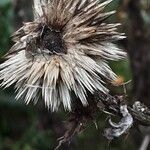 Echinops sphaerocephalus Gyümölcs