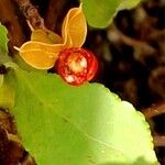 Celastrus scandens Фрукт