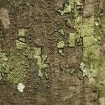 Pachira dolichocalyx Bark