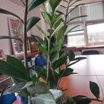 Zamioculcas zamiifolia Blatt