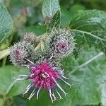 Arctium tomentosumFlower