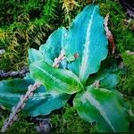 Goodyera oblongifolia Leaf