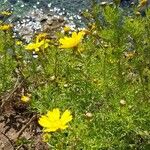 Chrysanthemum coronarium Flor