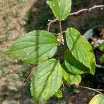 Celtis africana Folha