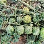 Cucumis myriocarpus Fruit