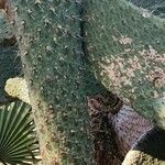 Consolea rubescens Hoja