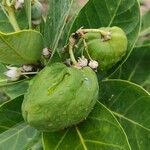 Calotropis procera फल
