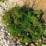 Tripleurospermum maritimum Habitat