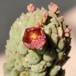 Larryleachia picta Fuelha