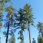 Pinus lambertiana Hábito