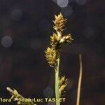 Carex canescens Fiore