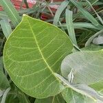 Calotropis gigantea Hoja