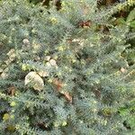 Erica erigena Folha