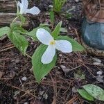 Trillium grandiflorumफूल