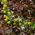 Berberis amurensis Flower