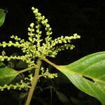 Tetrorchidium euryphyllum Flower