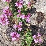 Thymus praecox Flower