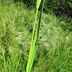 Bromus diandrus برگ