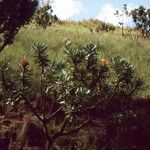 Protea roupelliae Habit