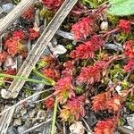 Crassula tillaea Leaf