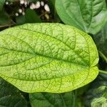 Thunbergia battiscombei Leaf