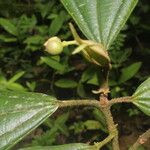 Conostegia lasiopoda Fruit