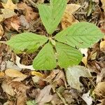 Panax quinquefolius Blad