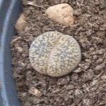 Lithops aucampiae Hostoa