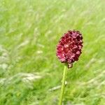 Sanguisorba officinalis Flower