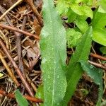 Pilosella caespitosa Leaf