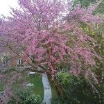 Cercis siliquastrumЛист