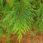 × Hesperotropsis leylandii Leaf