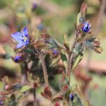 Veronica triphyllos Flower