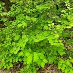 Lonicera canadensis Habit