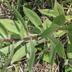 Solidago speciosa 叶