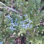 Juniperus virginiana 果實