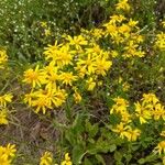 Senecio ampullaceus Flower