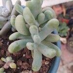 Sedum allantoides Lapas