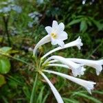 Cyrtanthus mackenii Flower