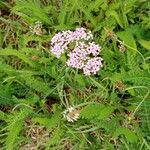 Achillea × roseoalba Habit