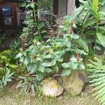 Costus spiralis Flower