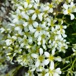 Saxifraga trifurcata Blüte