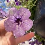 Petunia x atkinsiana പുഷ്പം