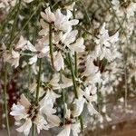 Retama raetam Fleur
